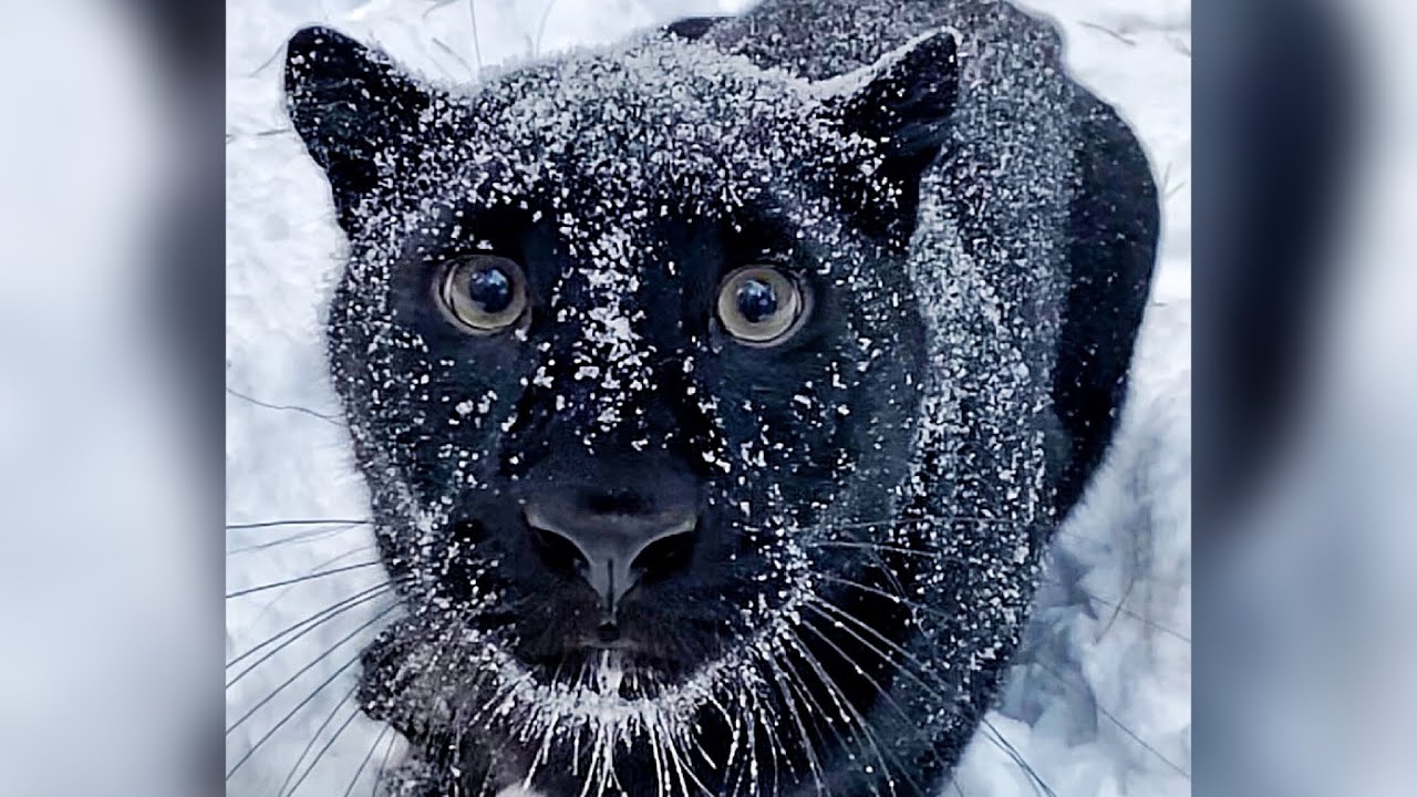 Panther Luna and her family are having fun 😹 Escape through the gate (ENG SUB)