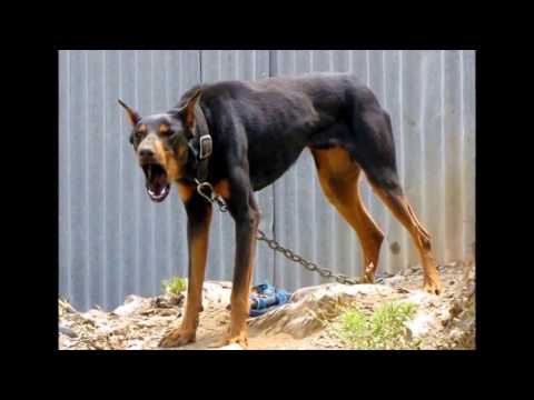 اخطرواغرب 10 كلاب في العالم 2017 السادس لن تصدق انه كلب؟؟؟؟؟؟