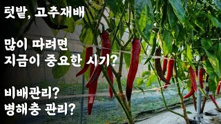 텃밭, 고추재배 / 많이 따려면 지금이 중요한 시기(글드타임) / 비배관리? 병해충관리?