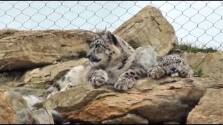 preview picture of video 'Twycross Zoo Snow Leopards, Irma, Suou and Cubs'