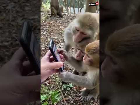 Monkeys Scroll On Social Media | #Shorts | Monkeys Using Mobiles | #ViralVideo | English News Live
