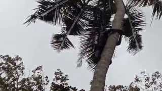 preview picture of video 'Climbing Up Coconut Tree in Zanzibar'