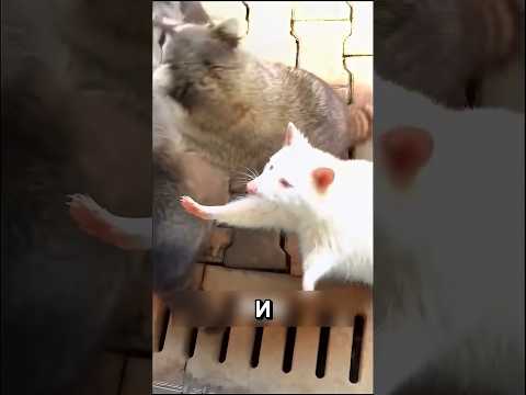 Этот енот-альбинос растрогал сердца людей #shorts #енотик