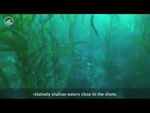 Algas Multicelulares   floresta submersa