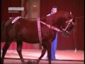 Wintercircus Martin Hanson 2005 2006
