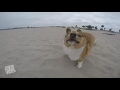 Corgi Dog Videos from the JukinVideo Vault
