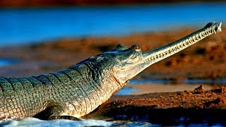 10 САМЫХ РЕДКИХ И ИСЧЕЗАЮЩИХ ЖИВОТНЫХ В МИРЕ