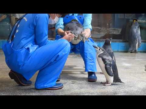 ヒゲペンギンとその子供