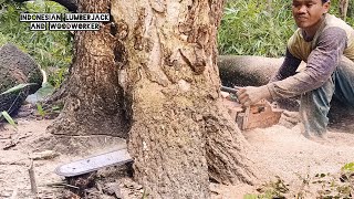 Indonesian tree cutting Technique !! Husqvarna 3120xp & Stihl ms 660, the best chainsaw.