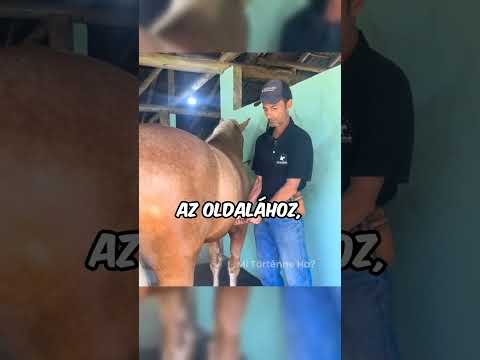 Így működik a lósarkantyú valójában 🐎 #cowboys #horse #animals