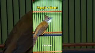 Download lagu CUCAK JENGGOT FULL NGEPIK FULL BESET‼️ #cucakjenggot mp3