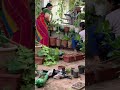 New Plant Stands For My Terrace Garden