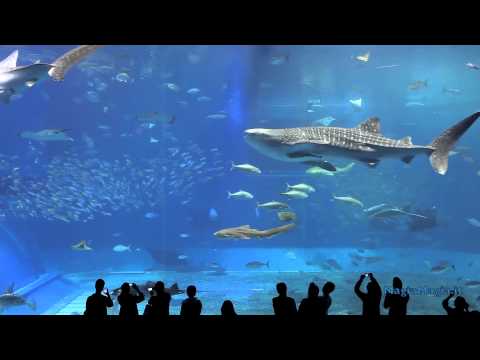 2 Hrs Aquarium relax music