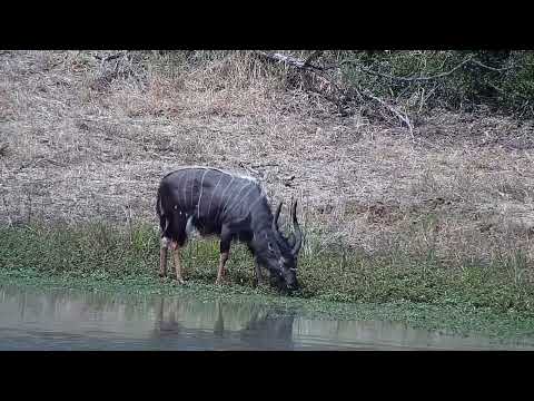 Djuma: Nyalas - 13:17 - 03/13/2022