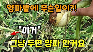 양파수확 한달전 양파밭에 무슨일이 그냥 두면 농사망해요 양파 크는 시기 병해충방제 꼭 하세요 양파잎마름병