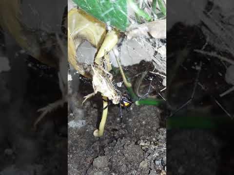 Latrodectus menavodi ex Madagaskar