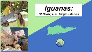 Iguanalar: St.Croix, U.S. Virgin Islands
