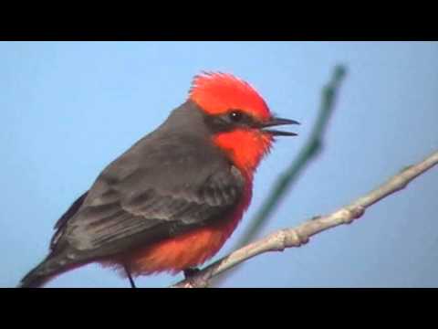 Os Paratóxicos - Lá em cima tem um tiro liro lê