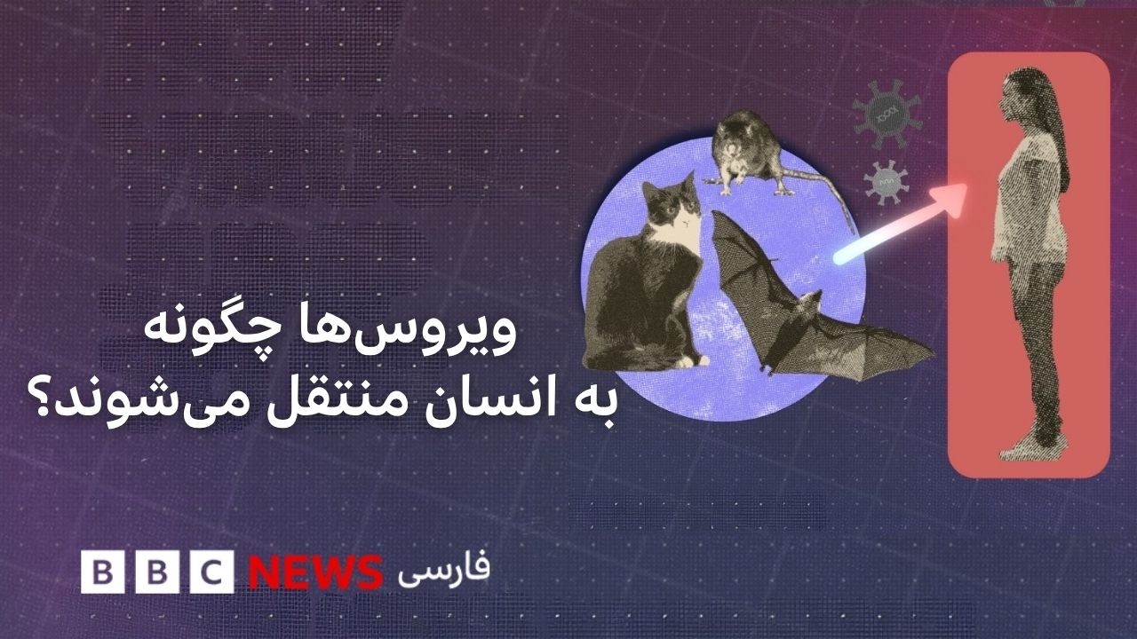 چرا بیماری‌های حیوانی مانند ابولا و هانتا بیشتر به انسان منتقل می‌شوند؟