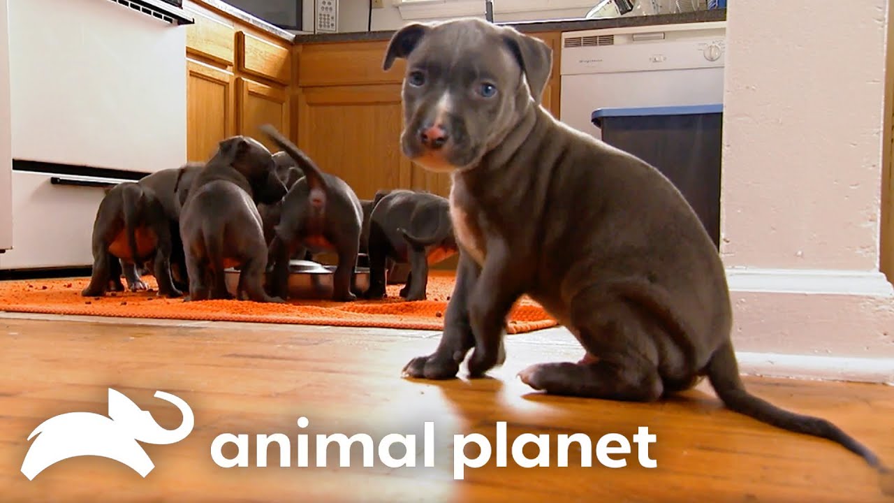 Fur Babies! 🐶 | Too Cute! | Animal Planet