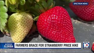 Farmers brace for strawberry price increase