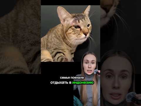 КОШКА СПАСЛА СЕМЬЮ ОТ ЯДОВИТОЙ ГАДЮКИ, КОТОРАЯ ЗАЛЕЗЛА В НОМЕР