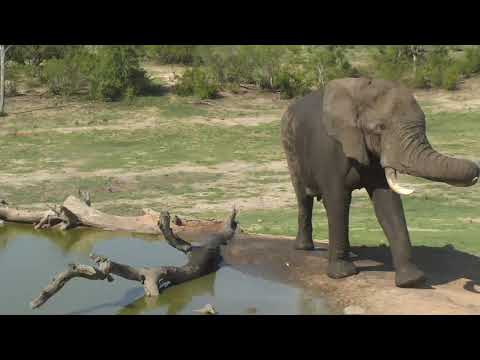 Djuma: Elephant bull comes to drink and shews the Impalas away - 15:10 - 12/25/18