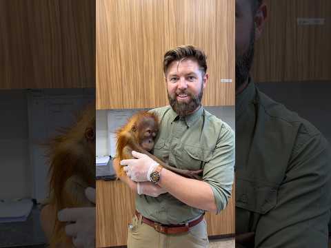 This Baby Orangutan Is Getting A Second Chance at Life