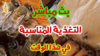 التغذية المناسبة في هذا الوقت
