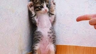 Funny Cats Video - Funny Cat Videos Ever- Funny Videos - Funny Animals Funny Animal Videos