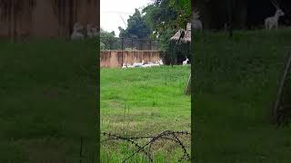 preview picture of video 'Kanan-Pendari Zoological Garden At Bilaspur Chhattisgarh//full HD Video'