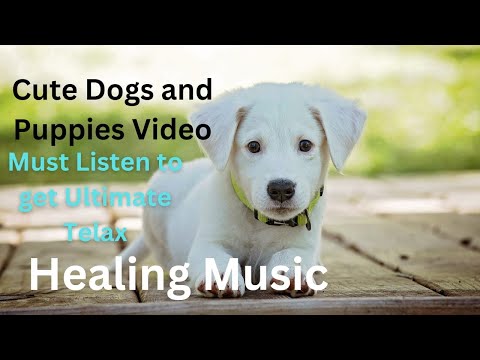 dogs and puppies videos with relaxing music, beautiful puppies playing