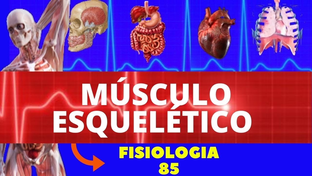 ESTRUTURA DO MÚSCULO ESQUELÉTICO (FISIOLOGIA DE GUYTON) - FISIOLOGIA DA CONTRAÇÃO MUSCULAR