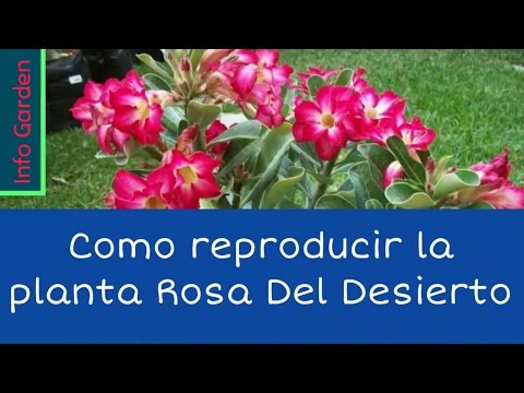 Reproducción y cuidados de la rosa del desierto