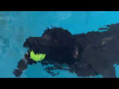 Dog Swim Fundraiser in Pointe-Claire (August 28 2018)