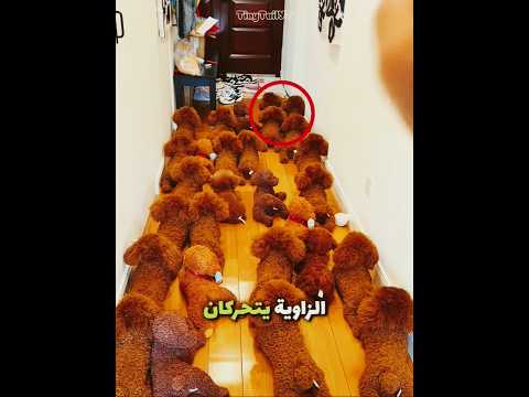 هذا الكلب اختبأ بين الكلاب اللعبة 😂🐶