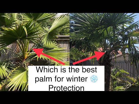 image-What palm tree can survive winter?