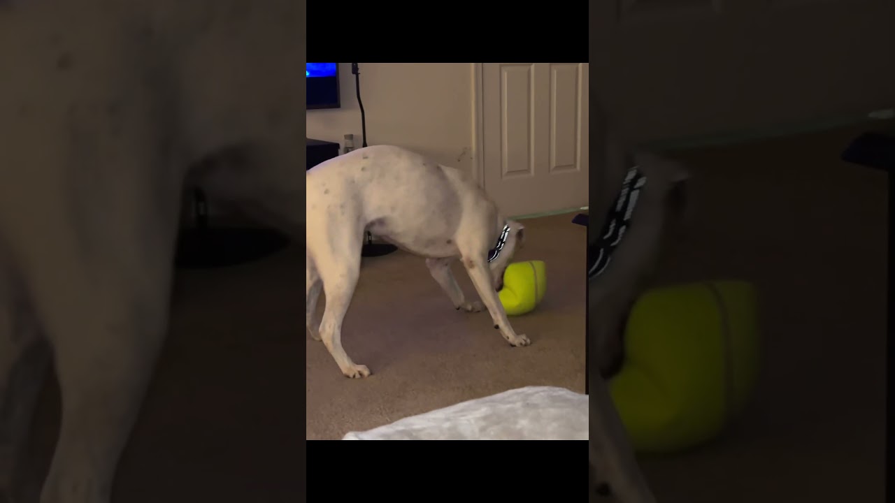 Neve, a Adoptable mixed breed in Fredericksburg, VA video 6/6