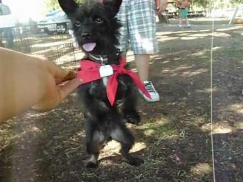 Oreo Begging for a new Home at Madera's Strut Your Mutt Event