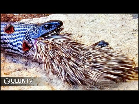 Silly Python eats porcupine, instantly regrets it. Fights of Porcupine vs Python, Lion, and Leopard