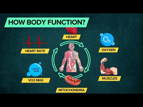 All connected: VO₂ Max, Lactate threshhold, Muscle Structure, Mitochondria, Heart Rate, ATP, Fibers