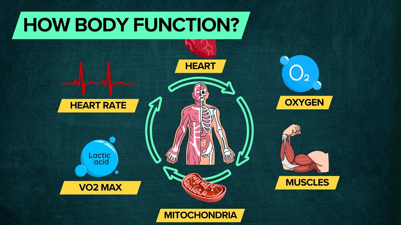 Everything is connected - Muscles, VO2 Max, Lactate, Aerobic, Anaerobic, Mitochondria, ATP, Energy..