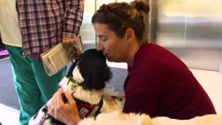 Newswise: Study Finds These Furry Friends Calm Kids in the Hospital