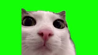 Cat blinking (Crunchycat Luna) green screen