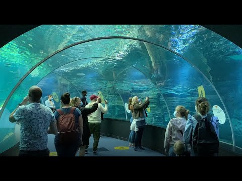 Nausicaa The Largest Aquarium in Europe 4K/ Visit to the Biggest Aquarium in Europe France Full Tour