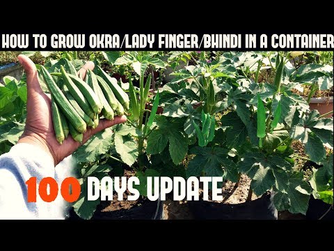 How to grow lady finger