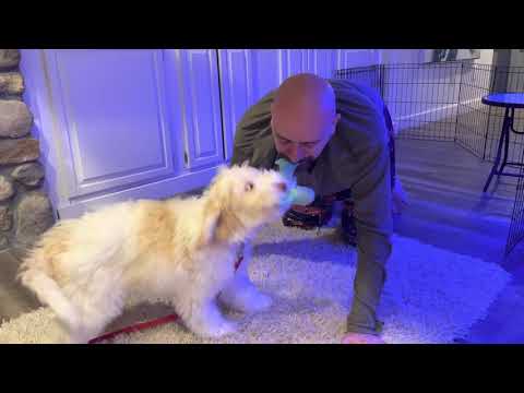 Tug of war. Human vs Puppy