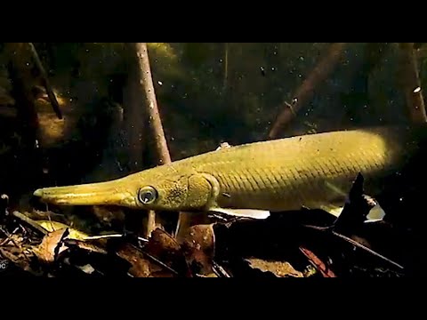 Station hydrobiologique Cienaga de Zapata