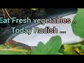 Fresh Vegetables Seetha S Village Passion