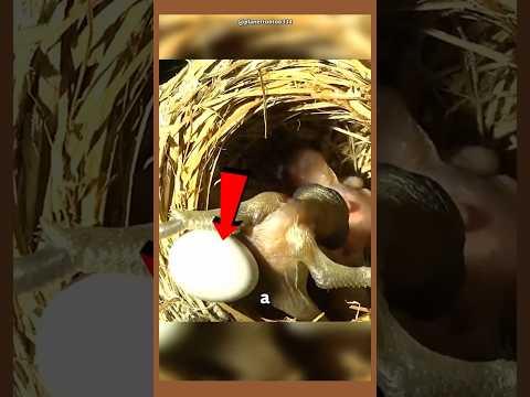 Cuco: The WORST PSYCHOPATH in nature?